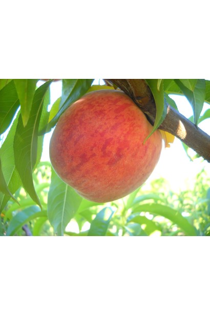 Стиглі персики Кондор на гілці серед зеленого листя